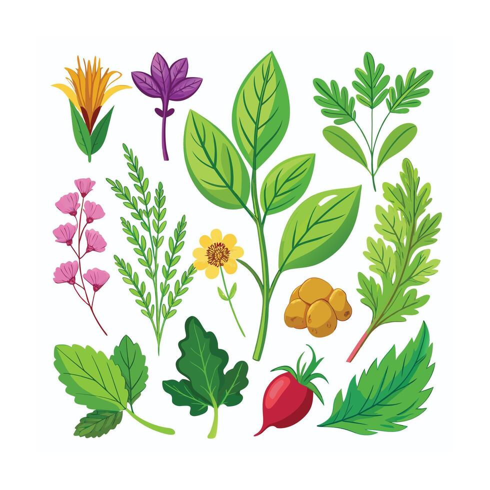 Realistic Beautiful Herbs Illustration vector