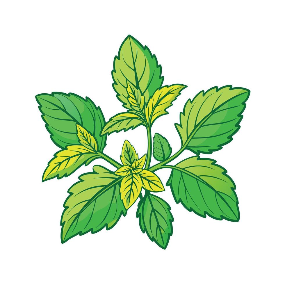 Realistic Beautiful Herbs Illustration vector