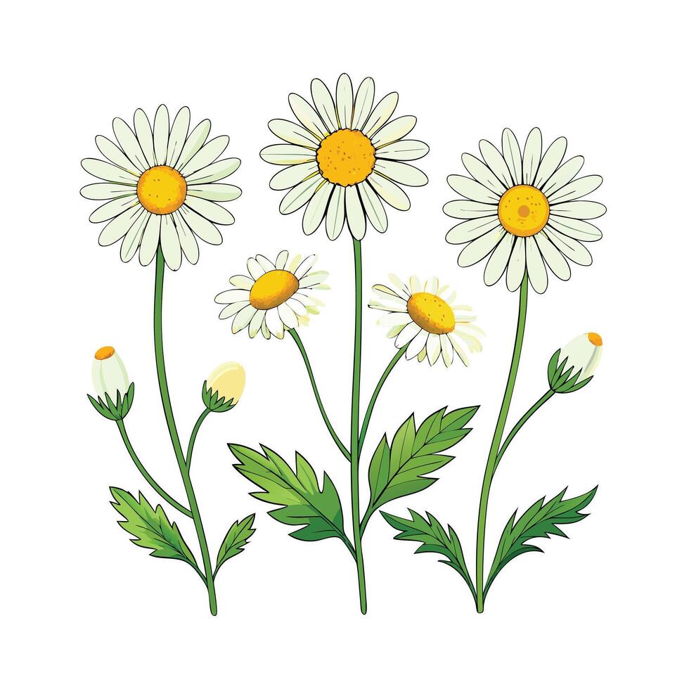 Realistic Beautiful Herbs Illustration vector