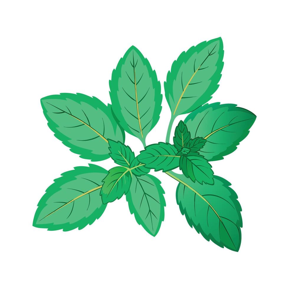 Realistic Beautiful Herbs Illustration vector