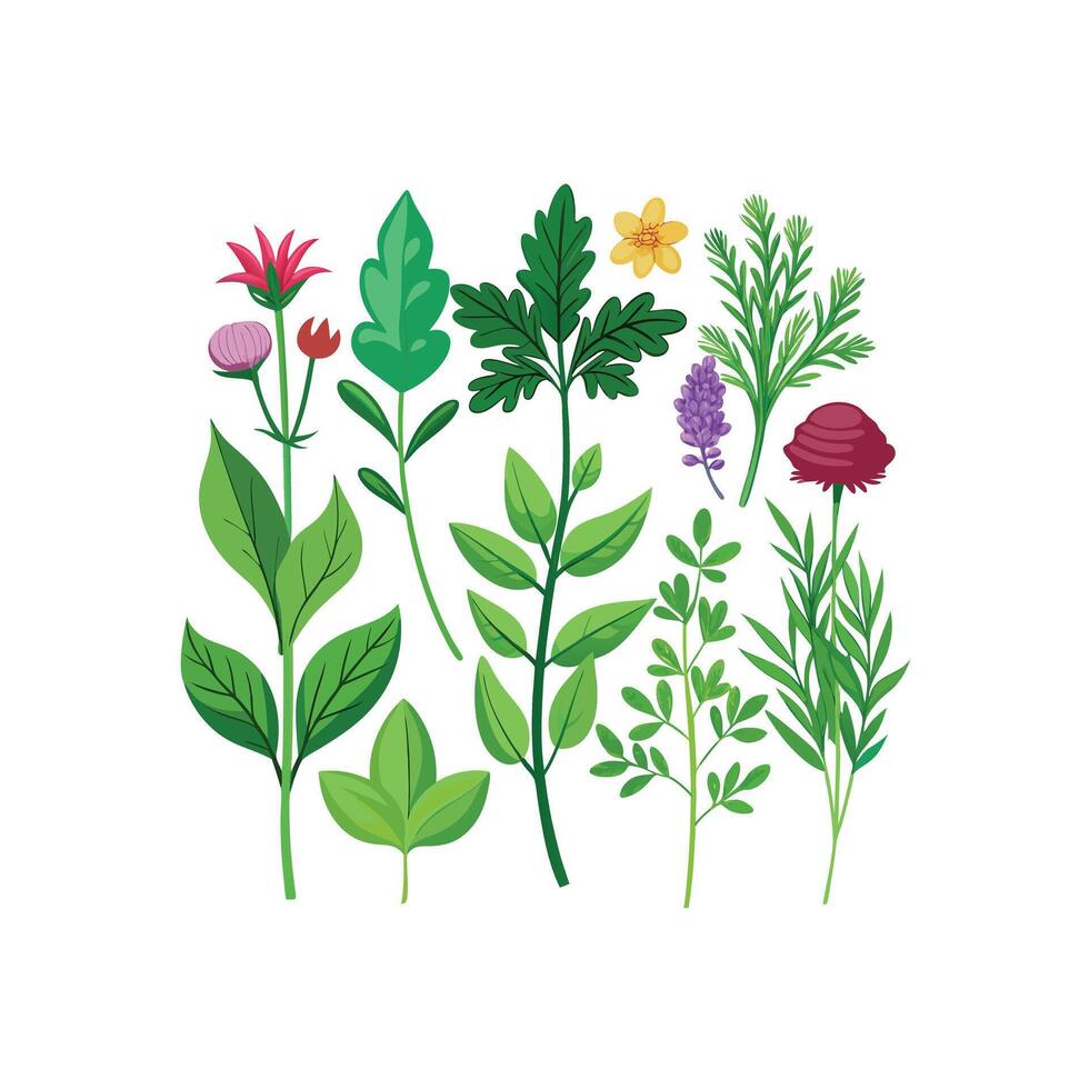 Realistic Beautiful Herbs Illustration vector