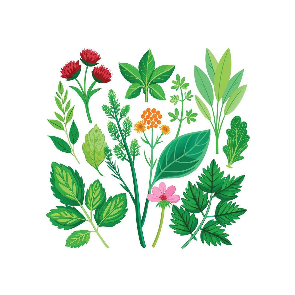Realistic Beautiful Herbs Illustration vector