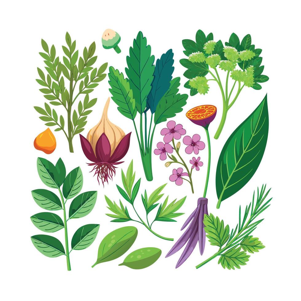 Realistic Beautiful Herbs Illustration vector