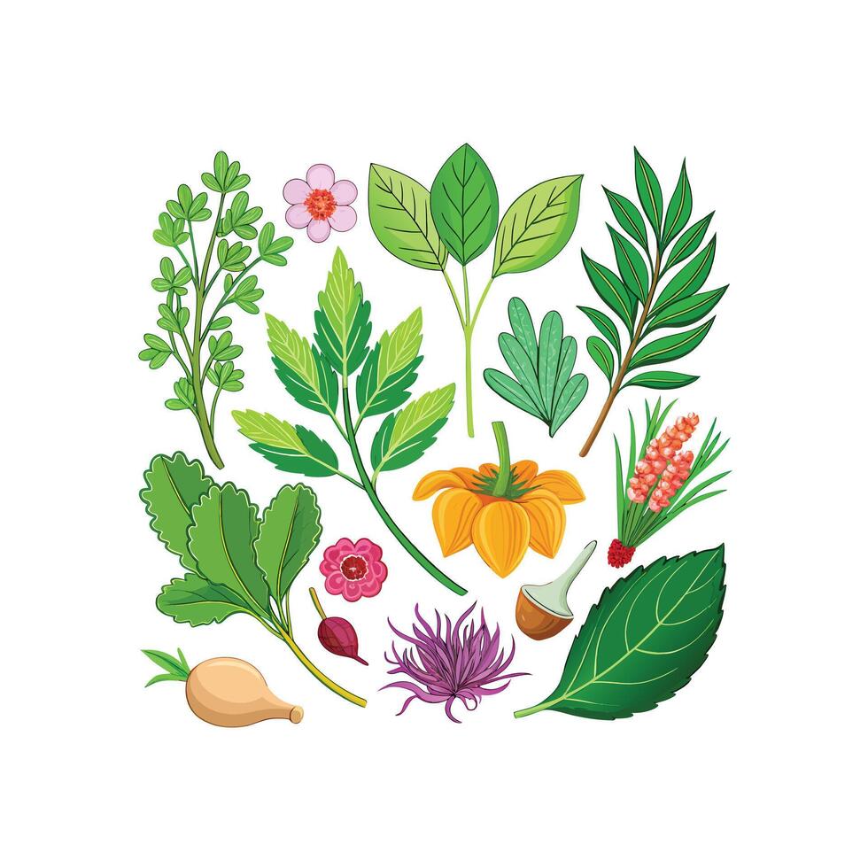 Realistic Beautiful Herbs Illustration vector