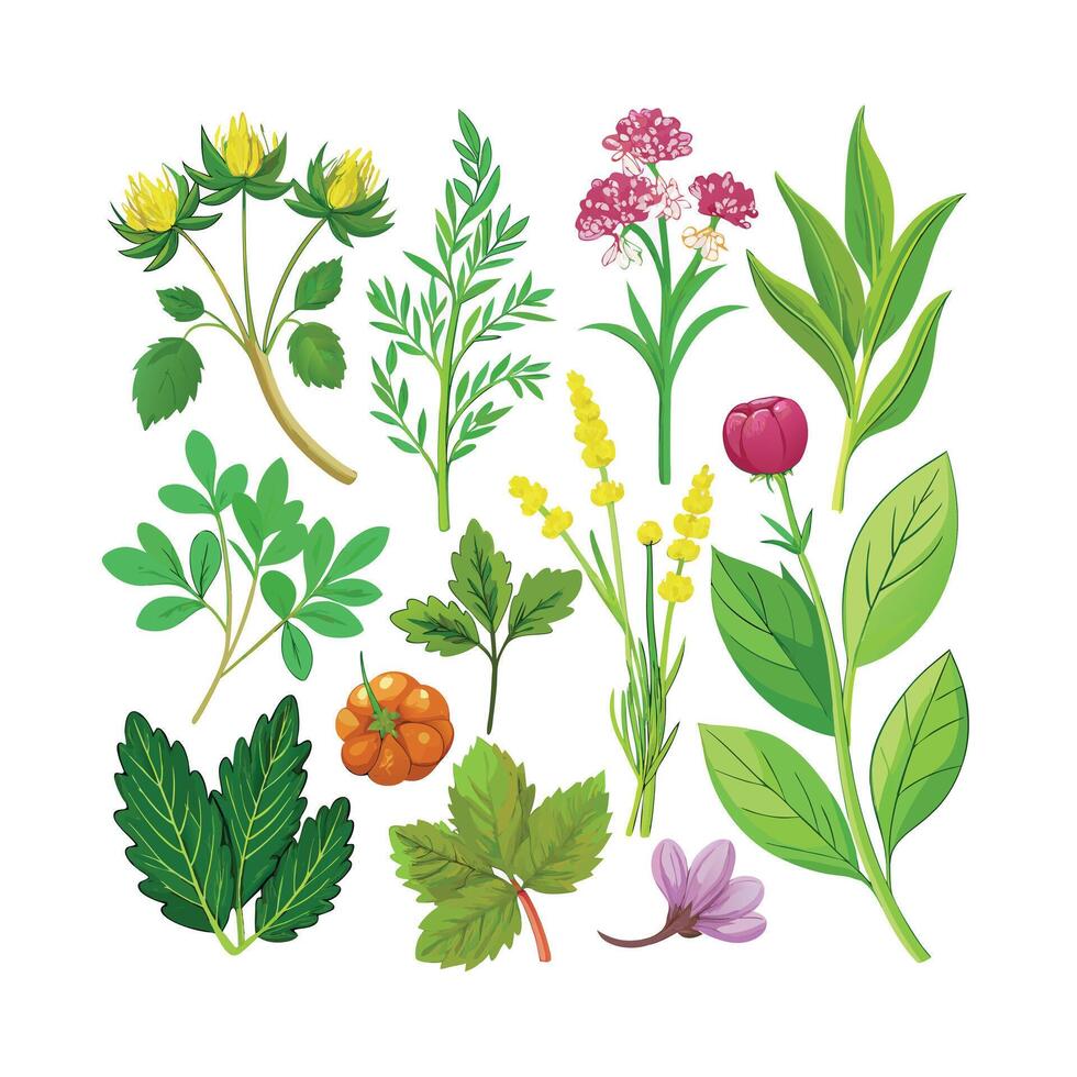 Realistic Beautiful Herbs Illustration vector