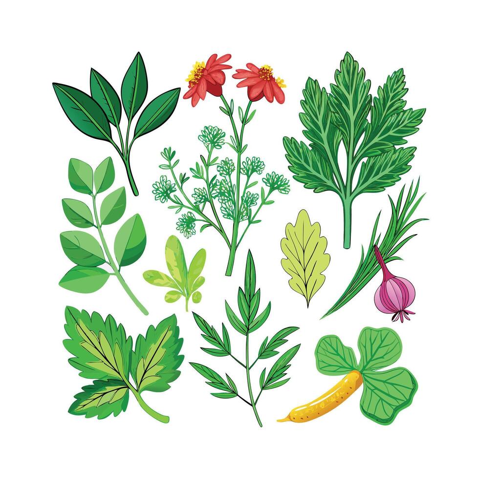 Realistic Beautiful Herbs Illustration vector