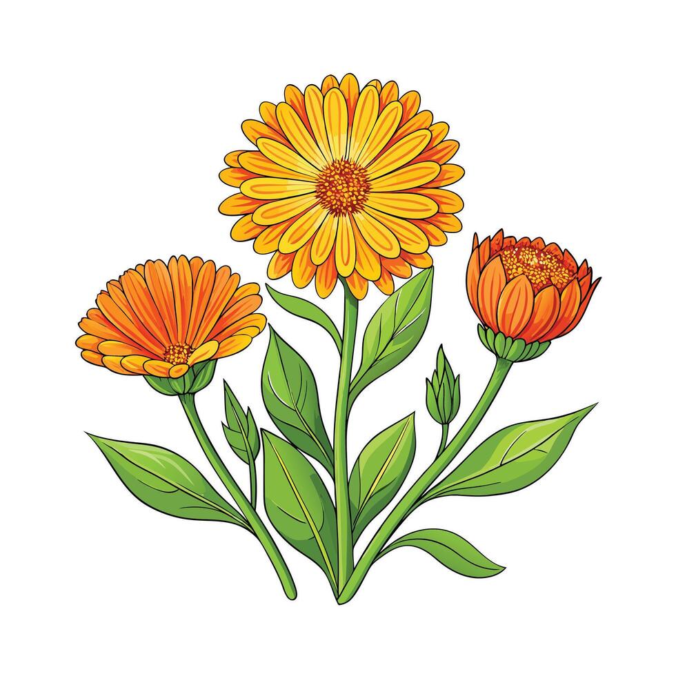 Realistic Beautiful Herbs Illustration vector