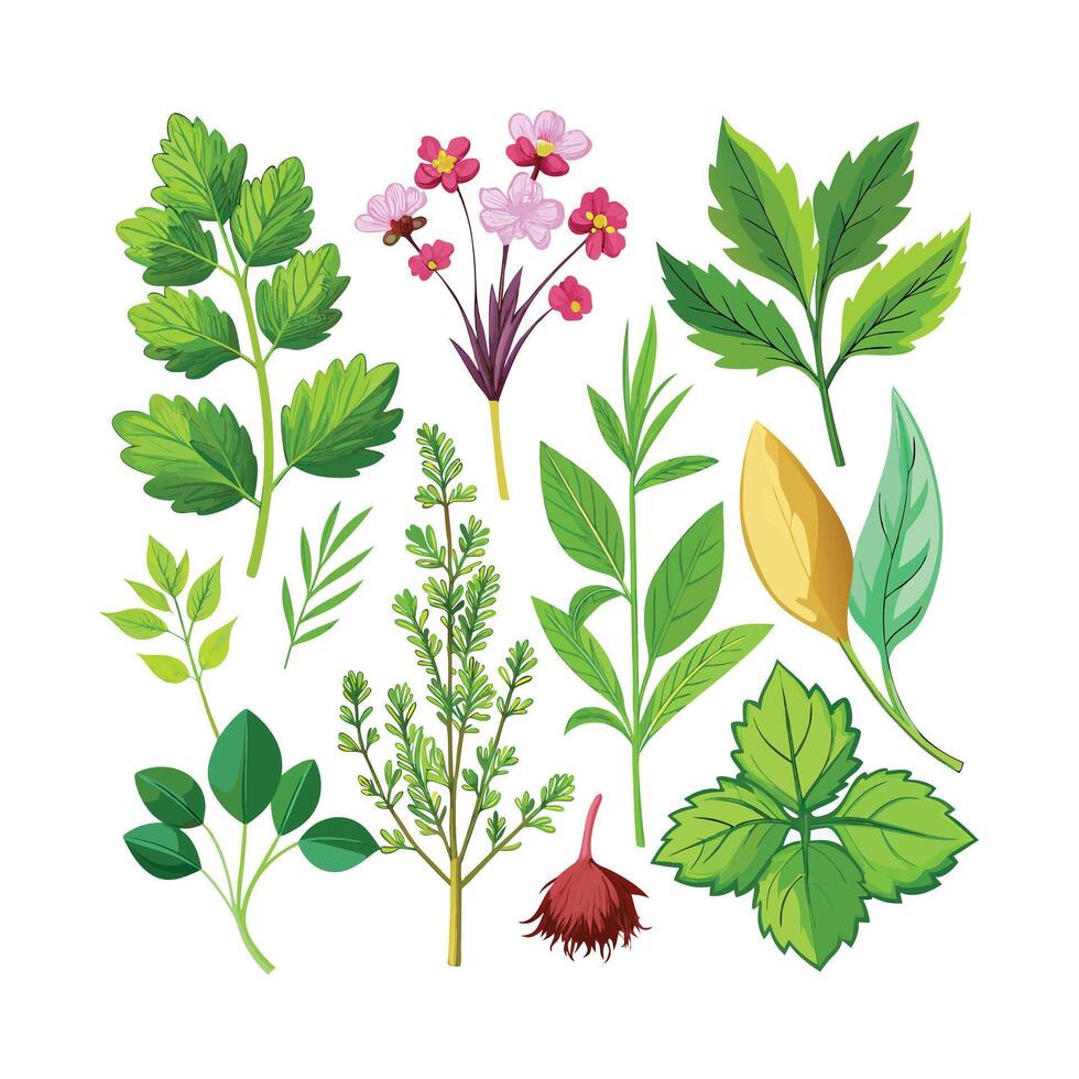 Realistic Beautiful Herbs Illustration vector