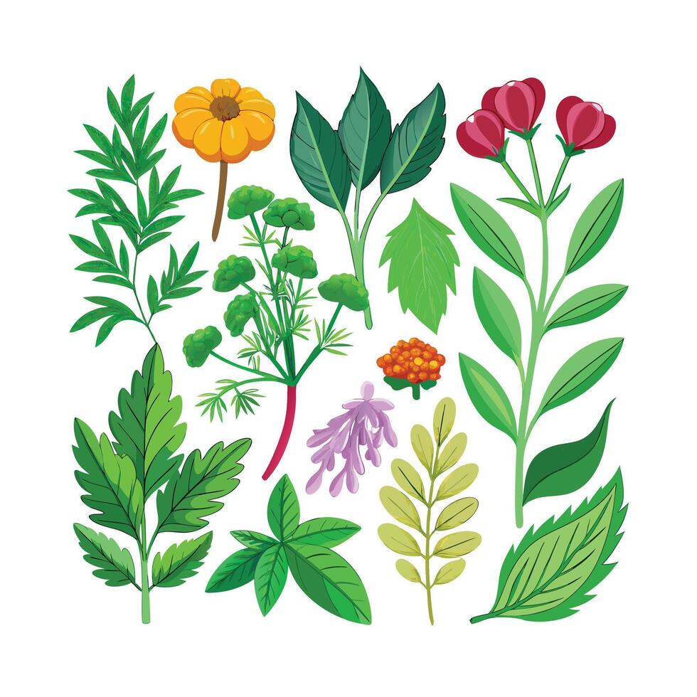 Realistic Beautiful Herbs Illustration vector