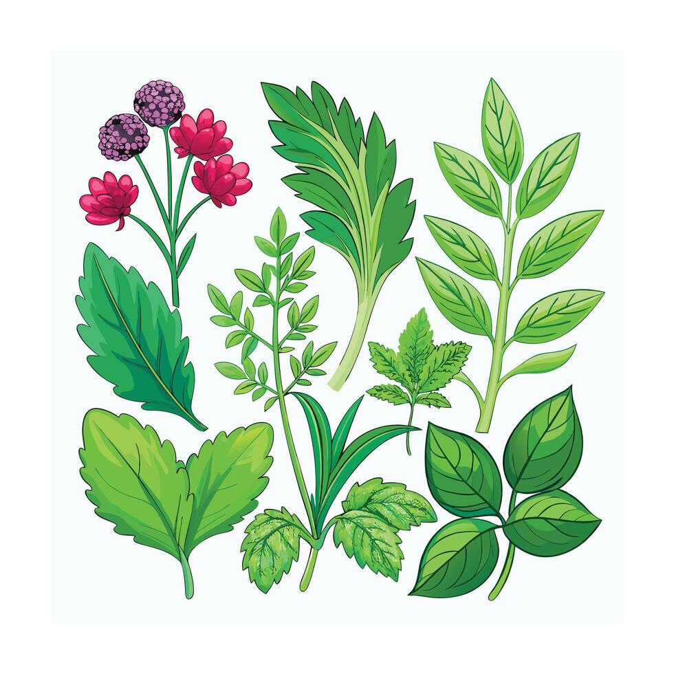 Realistic Beautiful Herbs Illustration vector