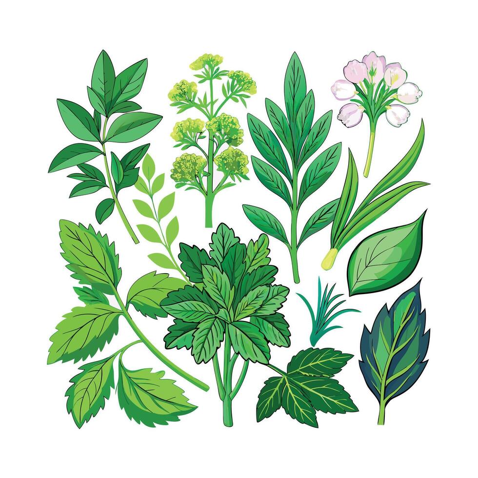 Realistic Beautiful Herbs Illustration vector
