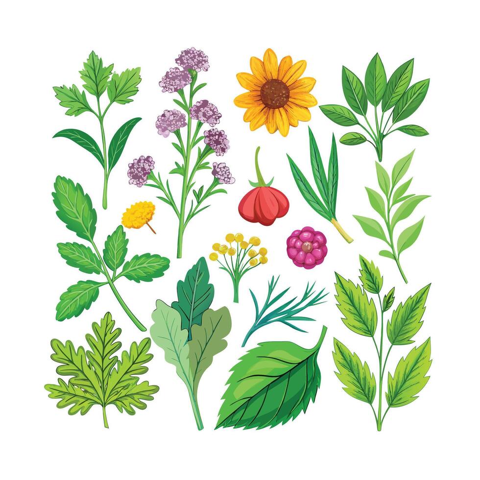 Realistic Beautiful Herbs Illustration vector