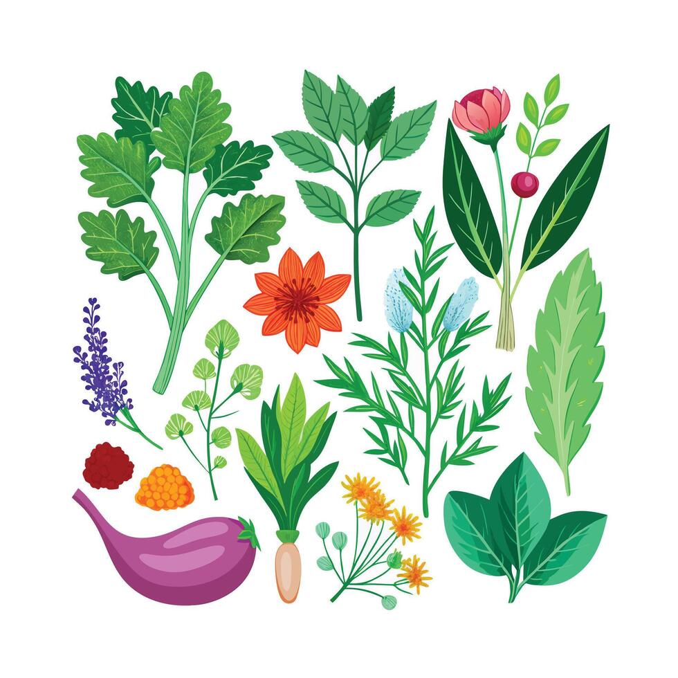 Realistic Beautiful Herbs Illustration vector