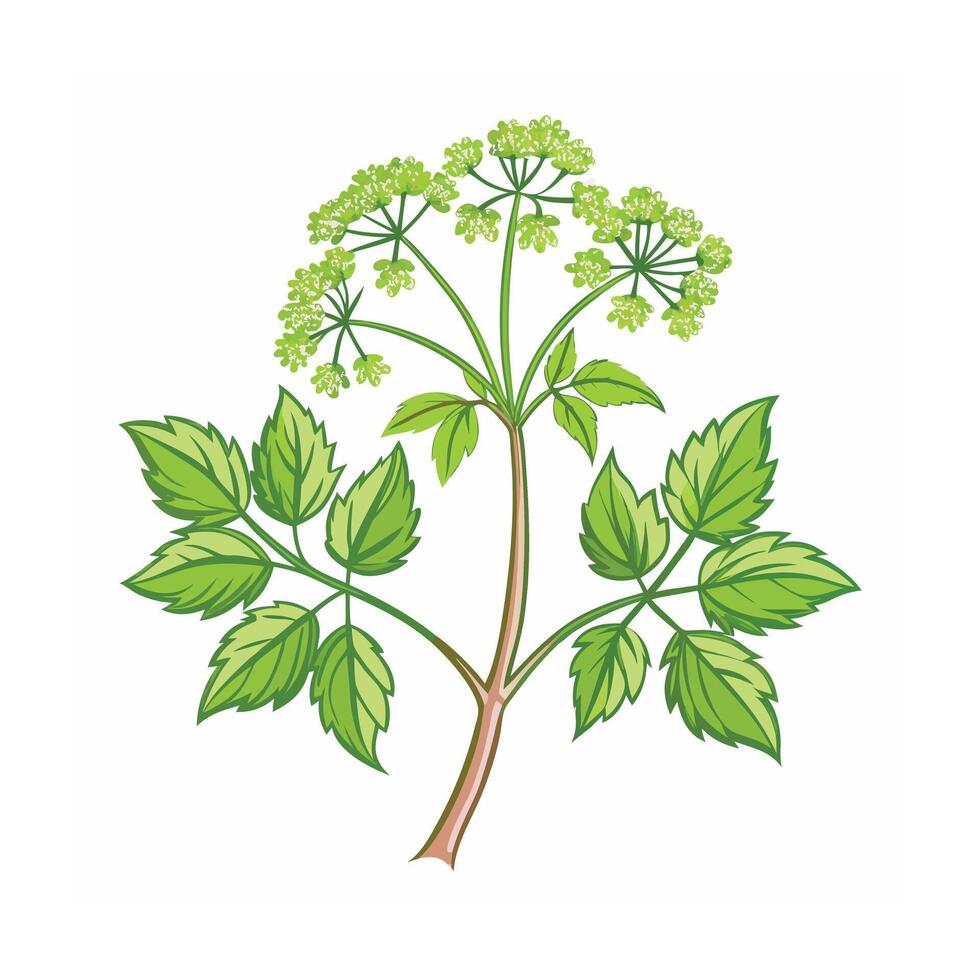 Realistic Beautiful Herbs Illustration vector