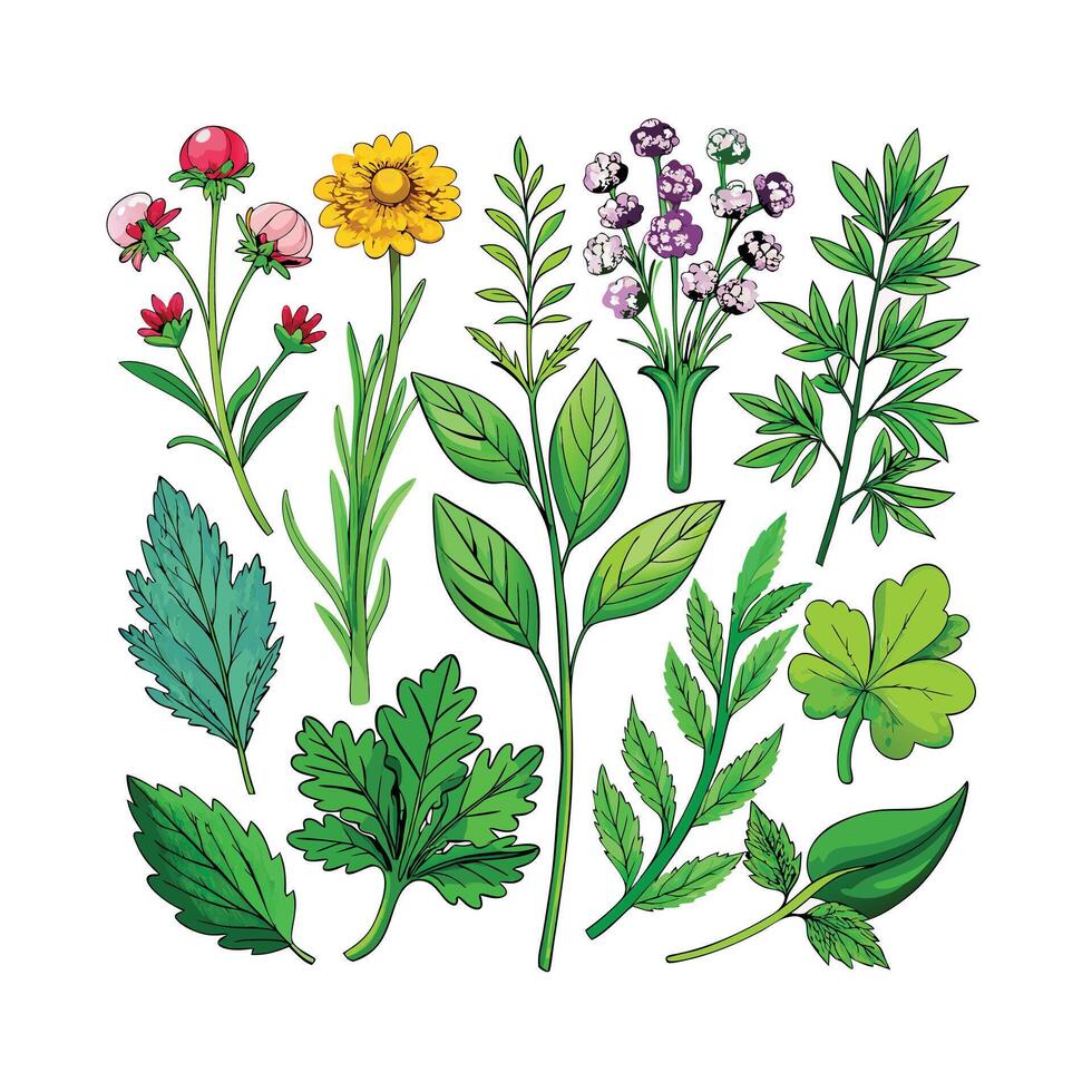 Realistic Beautiful Herbs Illustration vector