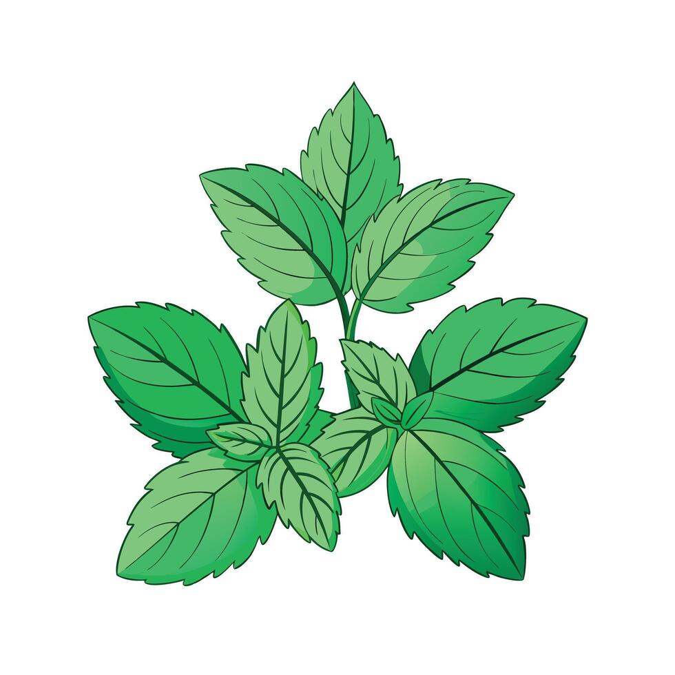 Realistic Beautiful Herbs Illustration vector