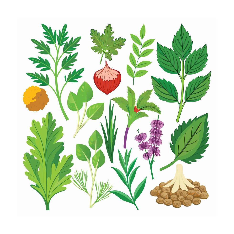 Realistic Beautiful Herbs Illustration vector