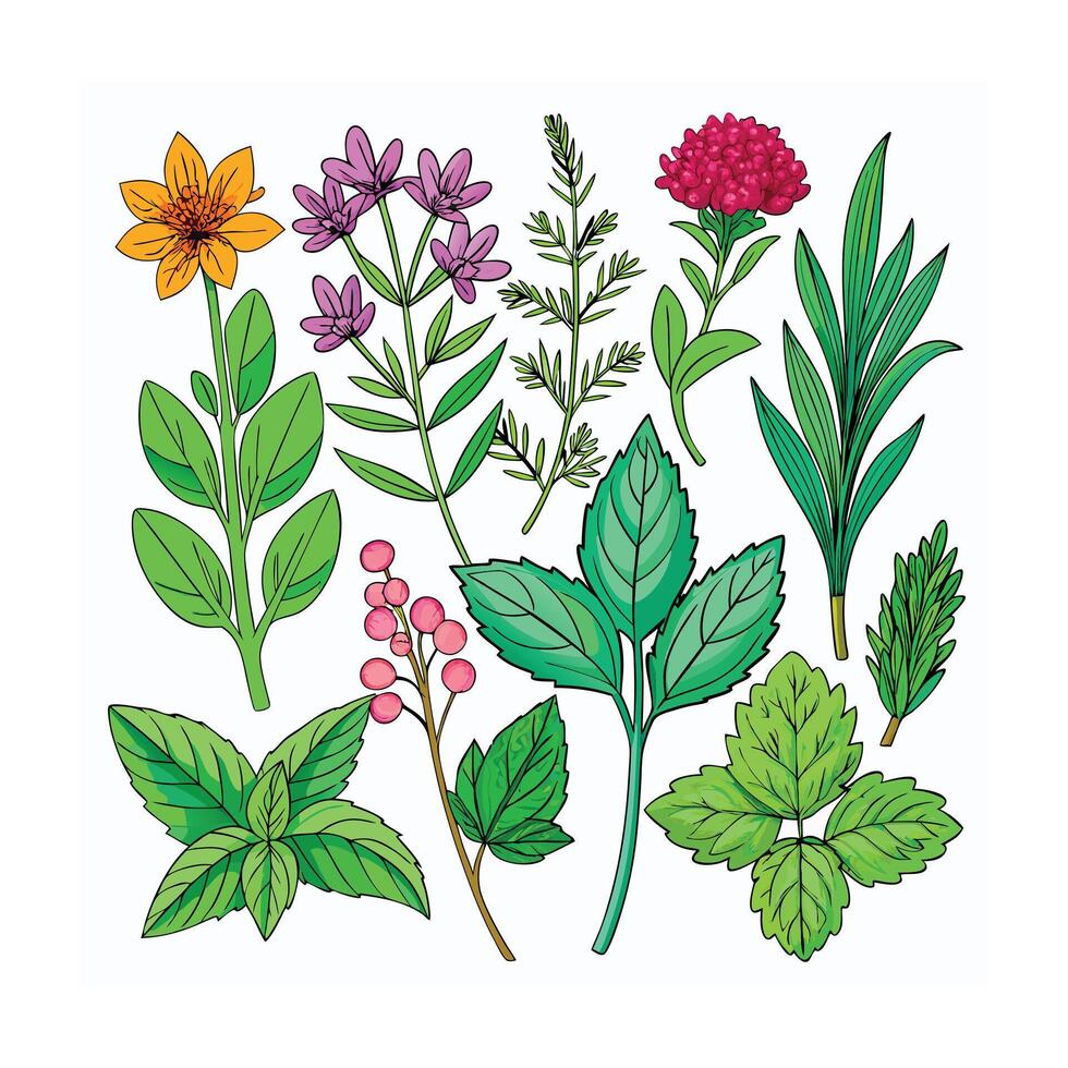Realistic Beautiful Herbs Illustration vector