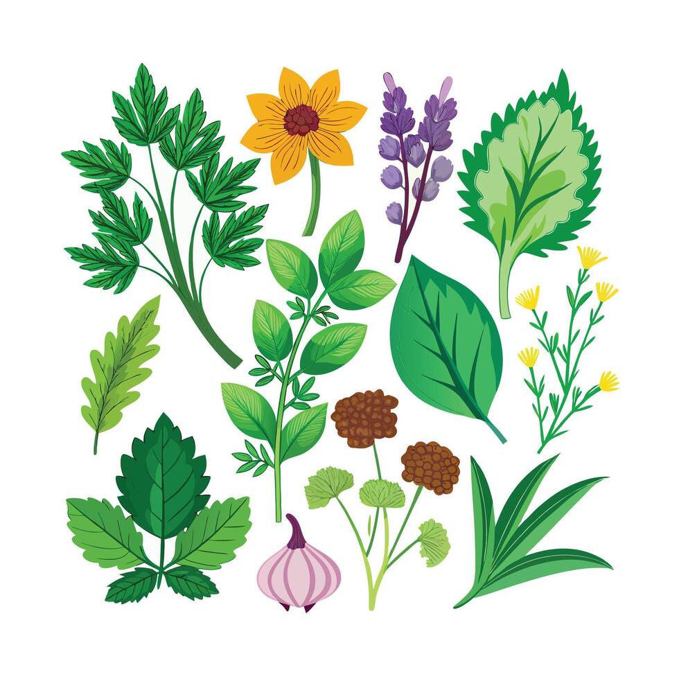 Realistic Beautiful Herbs Illustration vector