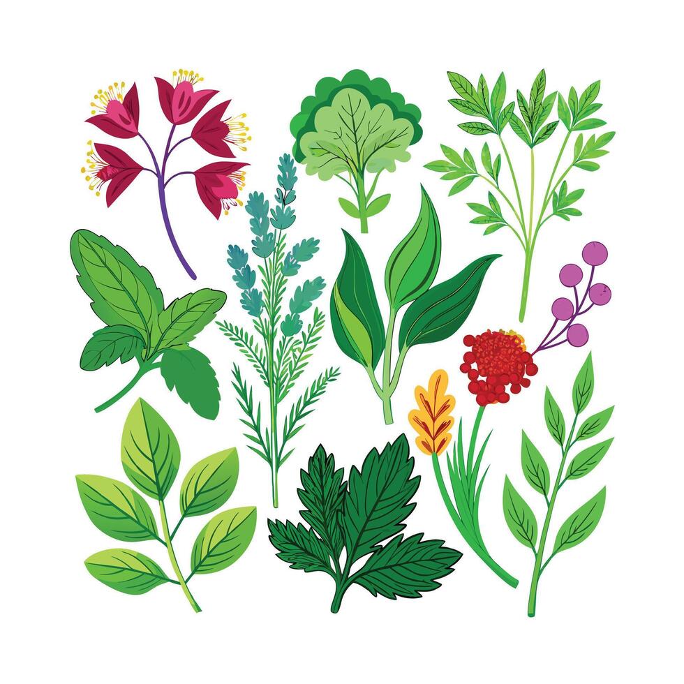 Realistic Beautiful Herbs Illustration vector