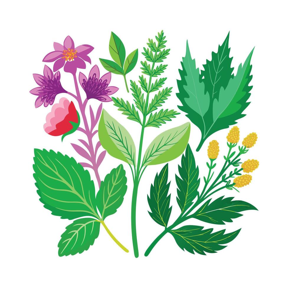 Realistic Beautiful Herbs Illustration vector