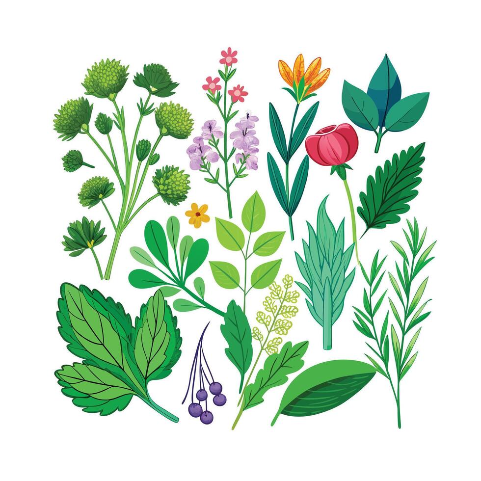 Realistic Beautiful Herbs Illustration vector