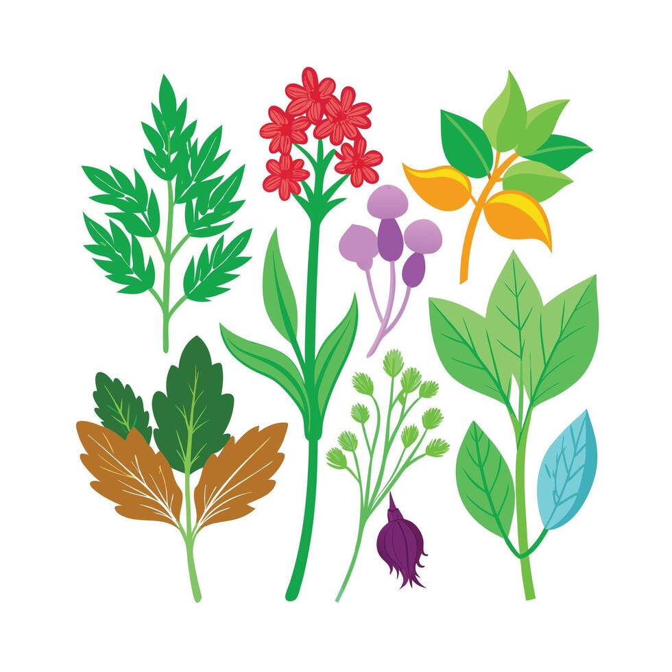 Realistic Beautiful Herbs Illustration vector