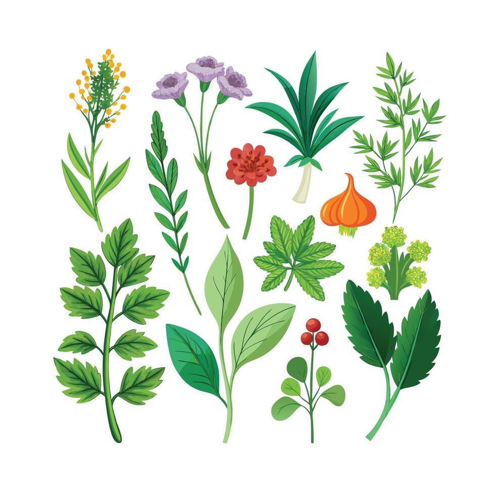 Realistic Beautiful Herbs Illustration vector