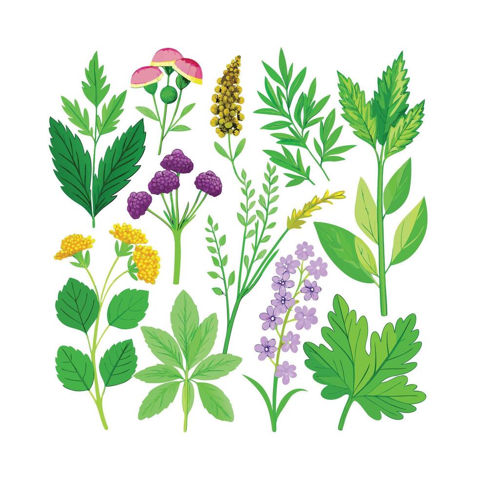 Realistic Beautiful Herbs Illustration vector