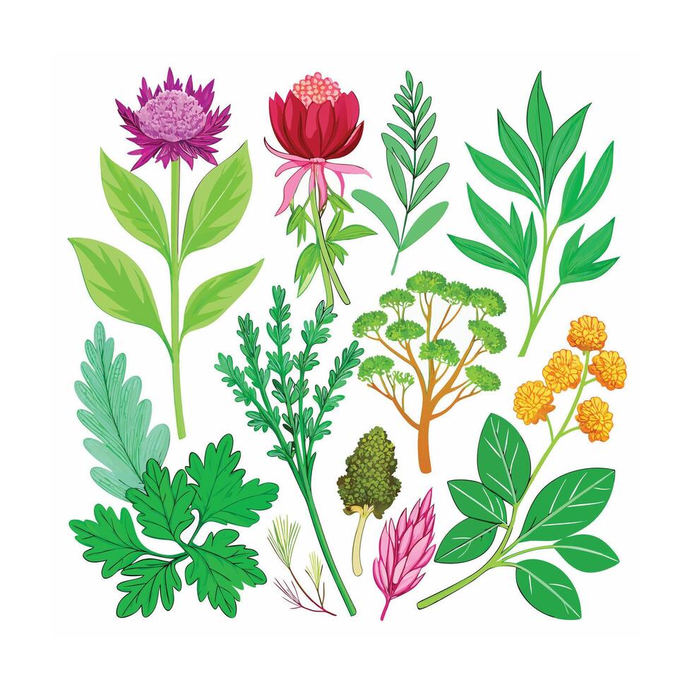 Realistic Beautiful Herbs Illustration vector