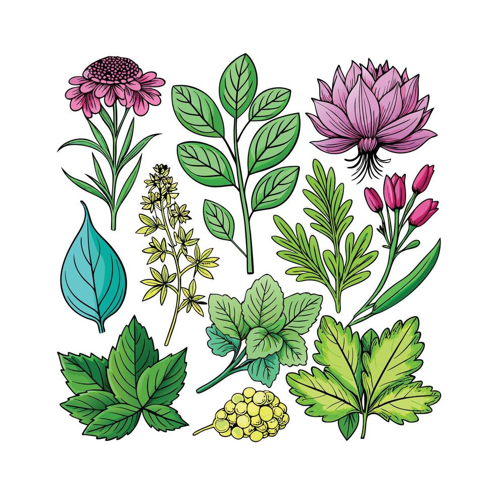 Realistic Beautiful Herbs Illustration vector