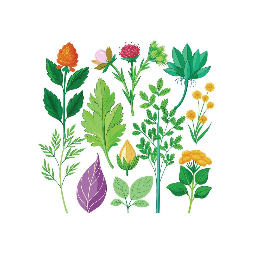 Realistic Beautiful Herbs Illustration vector