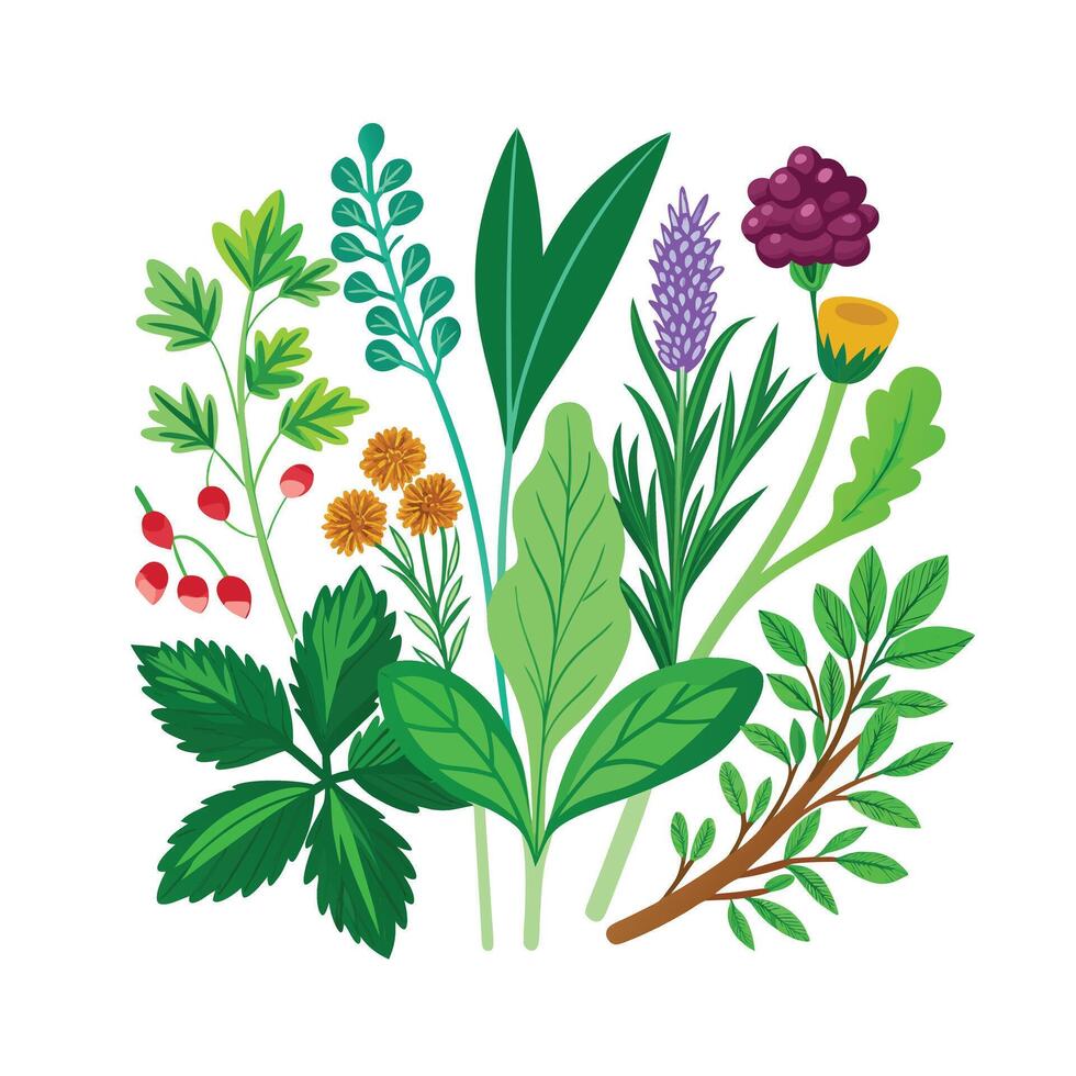 Realistic Beautiful Herbs Illustration vector