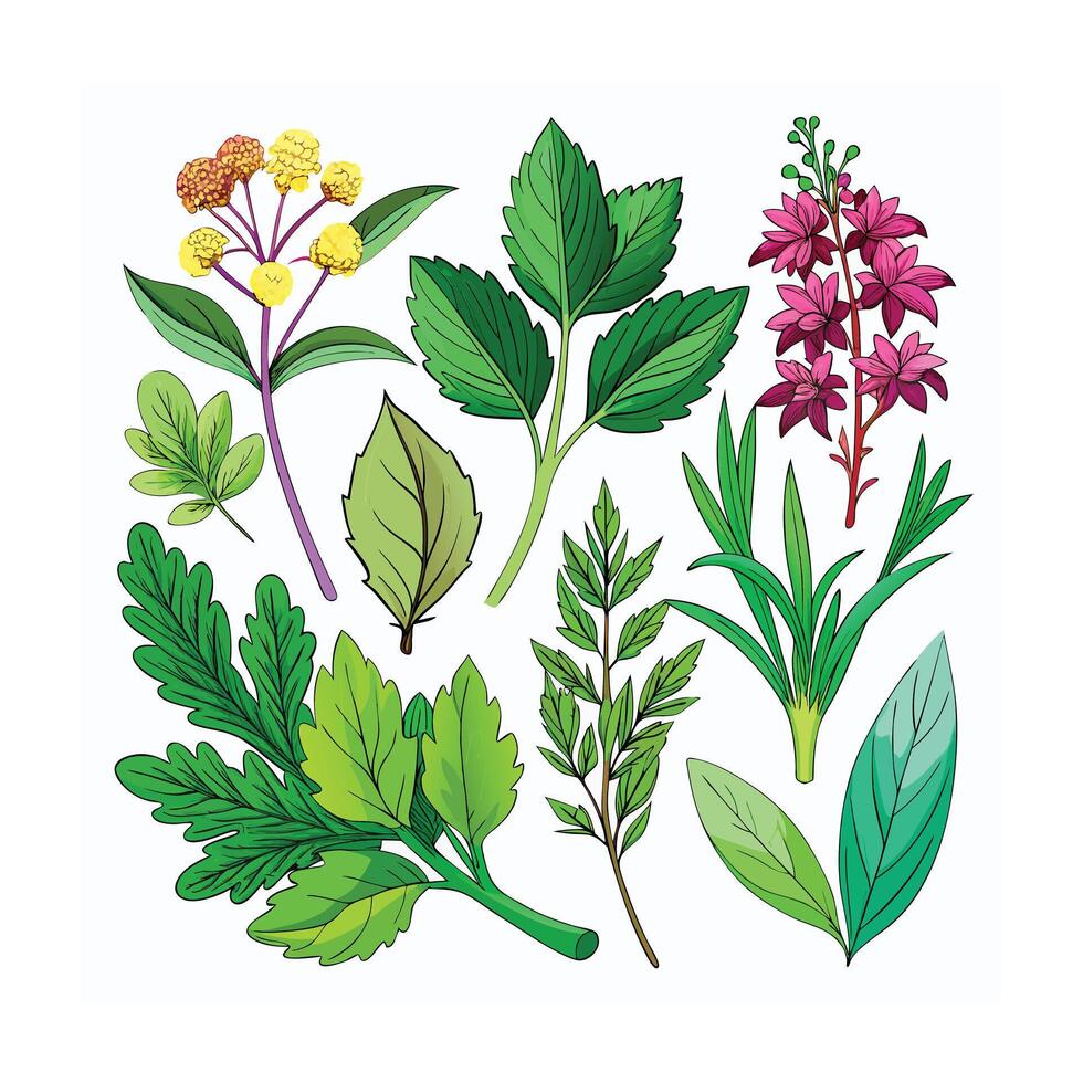 Realistic Beautiful Herbs Illustration vector