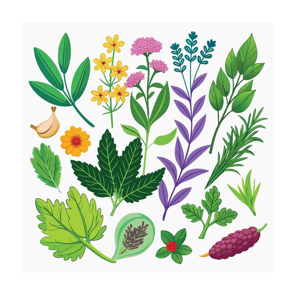 Realistic Beautiful Herbs Illustration vector