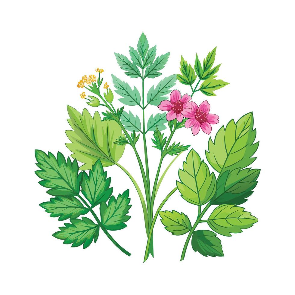 Realistic Beautiful Herbs Illustration vector