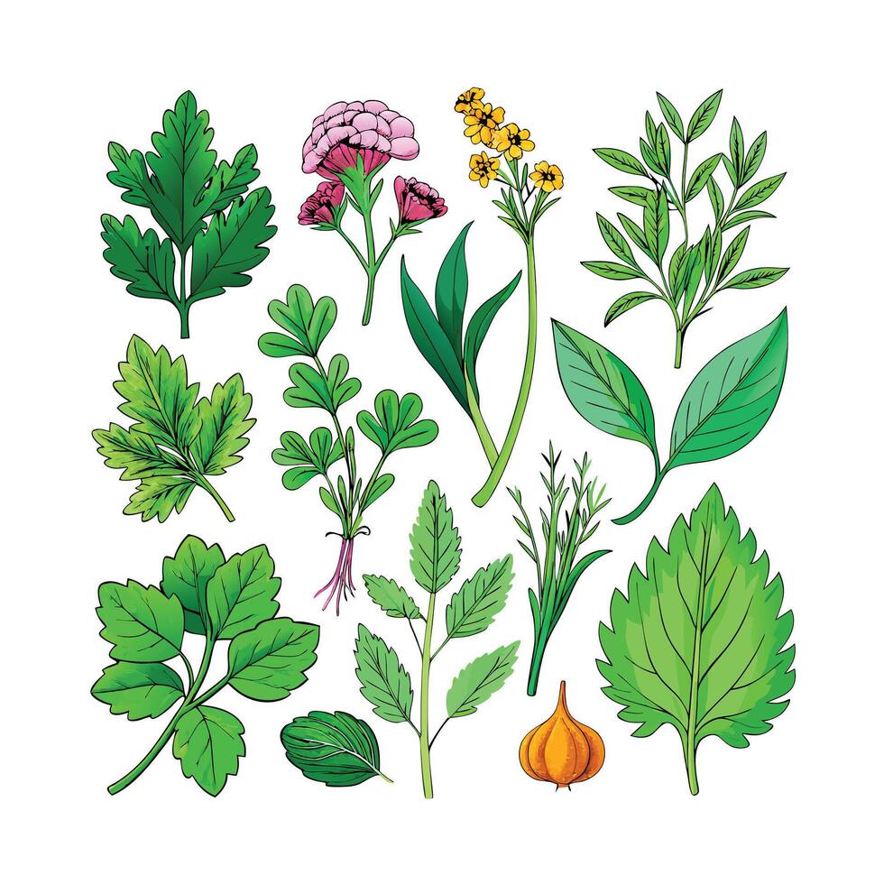 Realistic Beautiful Herbs Illustration vector