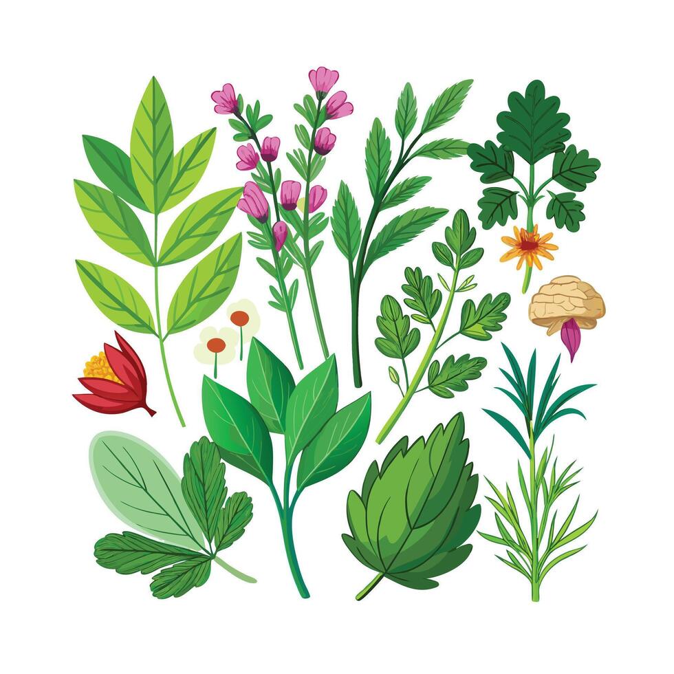 Realistic Beautiful Herbs Illustration vector