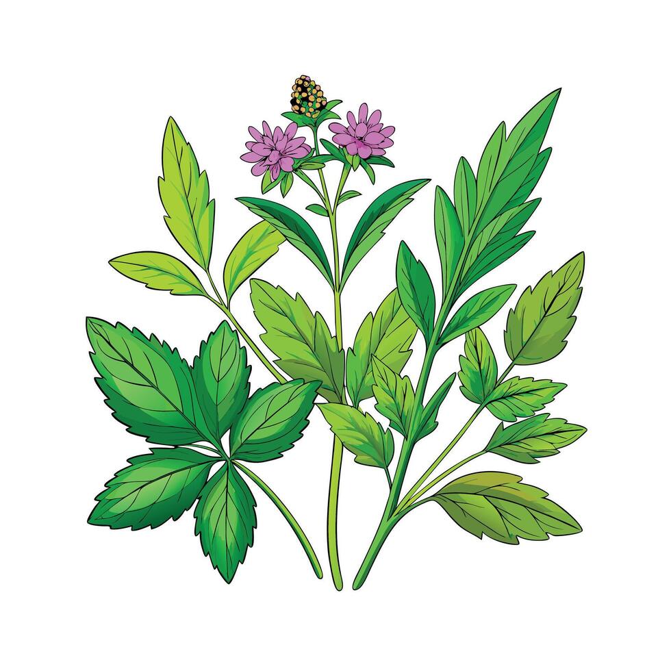 Realistic Beautiful Herbs Illustration vector