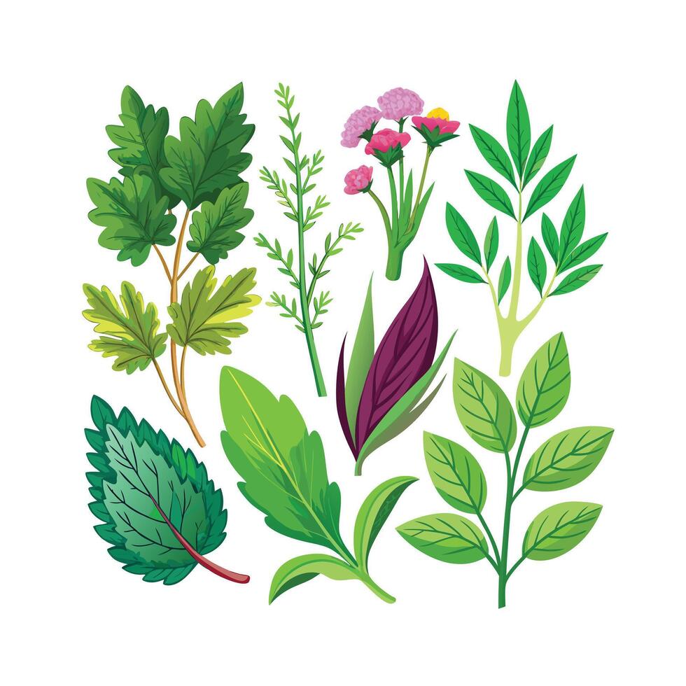 Realistic Beautiful Herbs Illustration vector