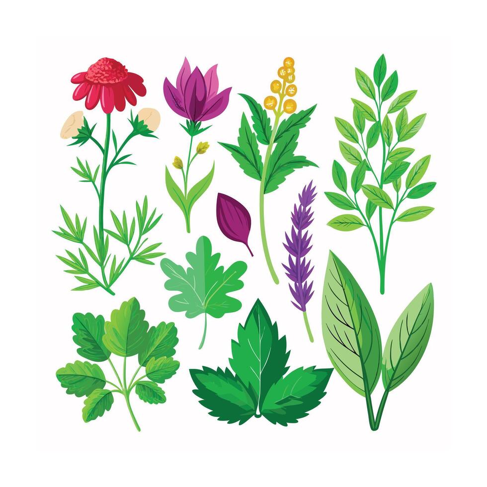 Realistic Beautiful Herbs Illustration vector