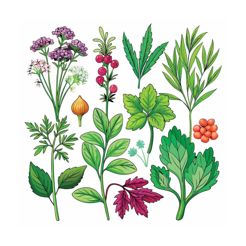 Realistic Beautiful Herbs Illustration vector