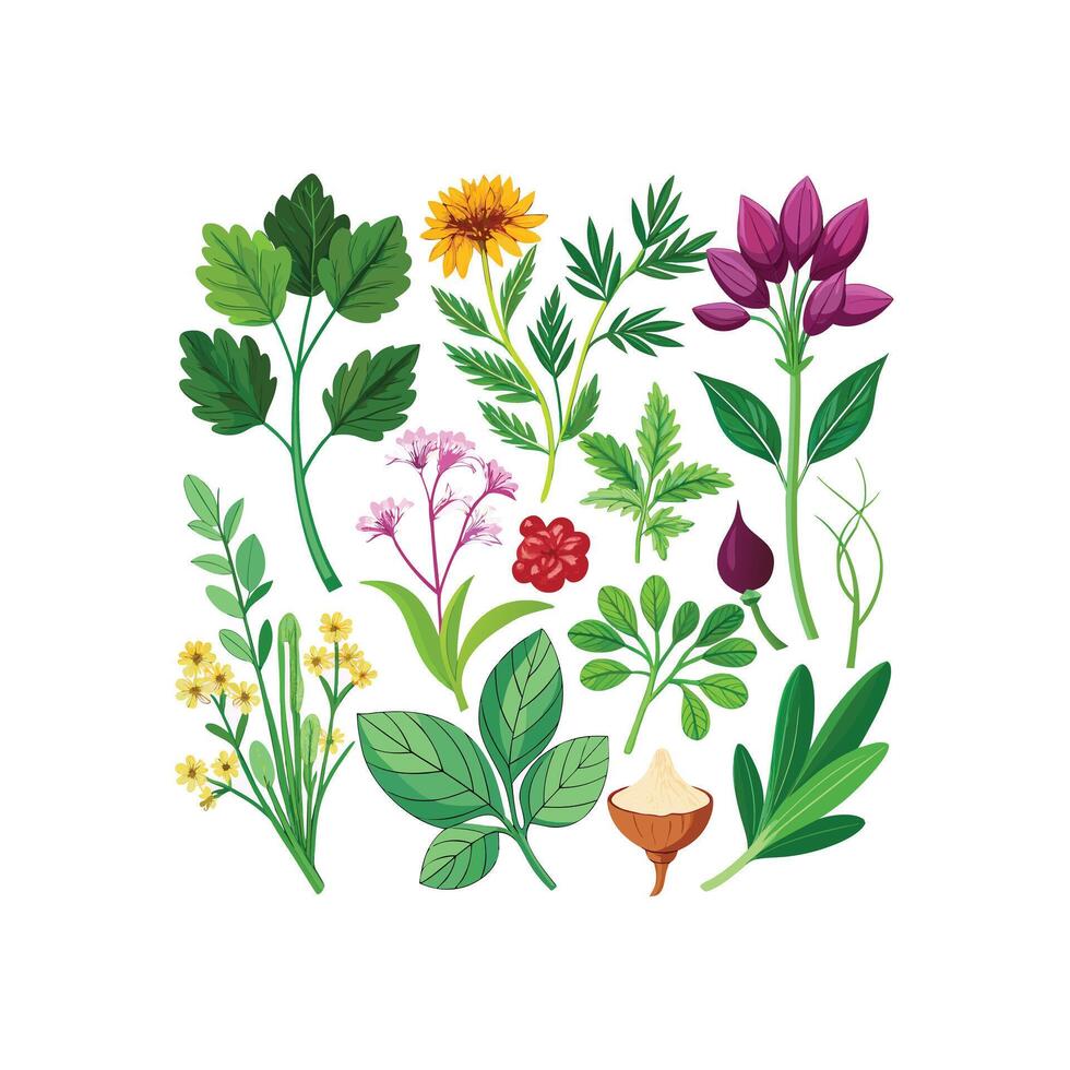 Realistic Beautiful Herbs Illustration vector