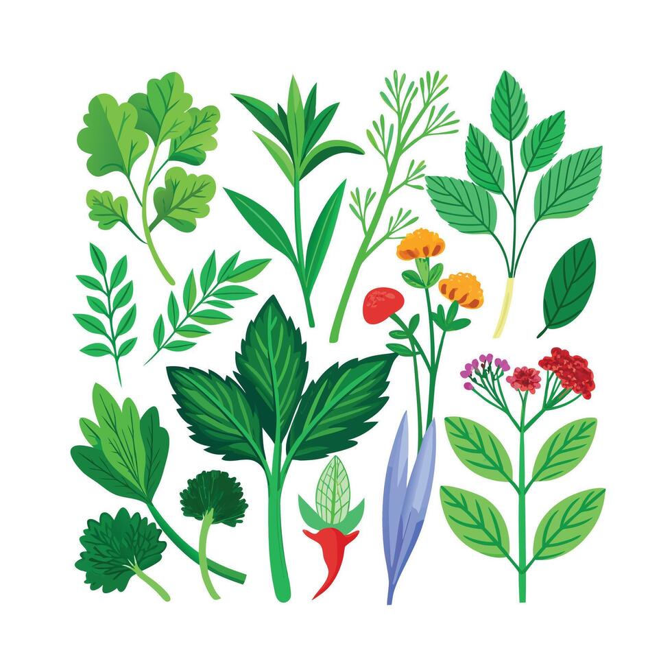 Realistic Beautiful Herbs Illustration vector