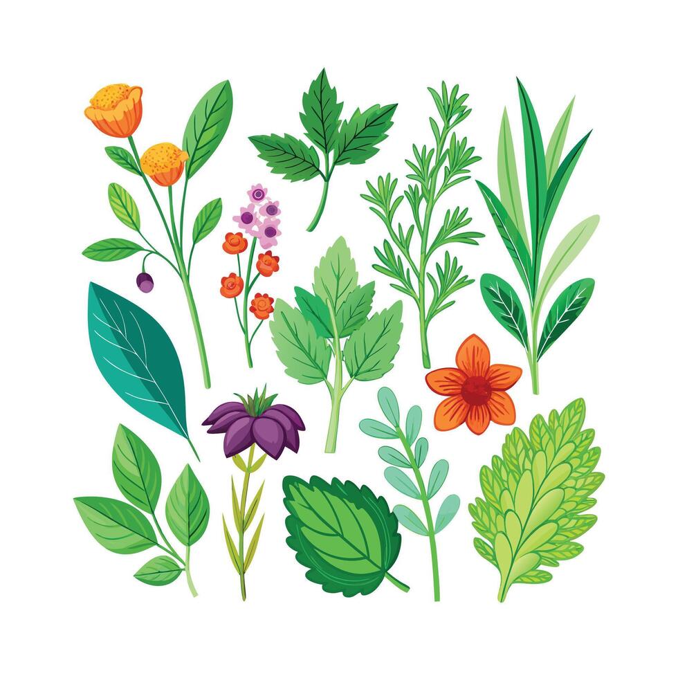 Realistic Beautiful Herbs Illustration vector