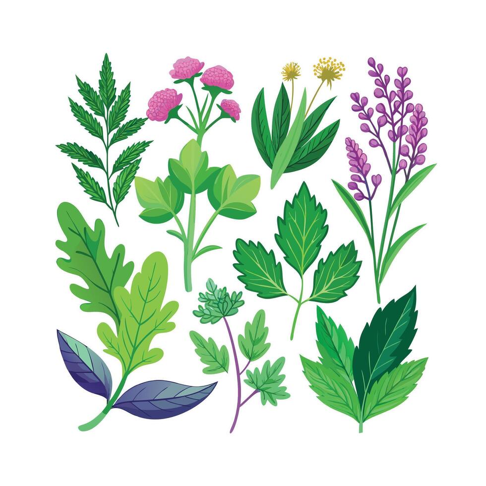 Realistic Beautiful Herbs Illustration vector