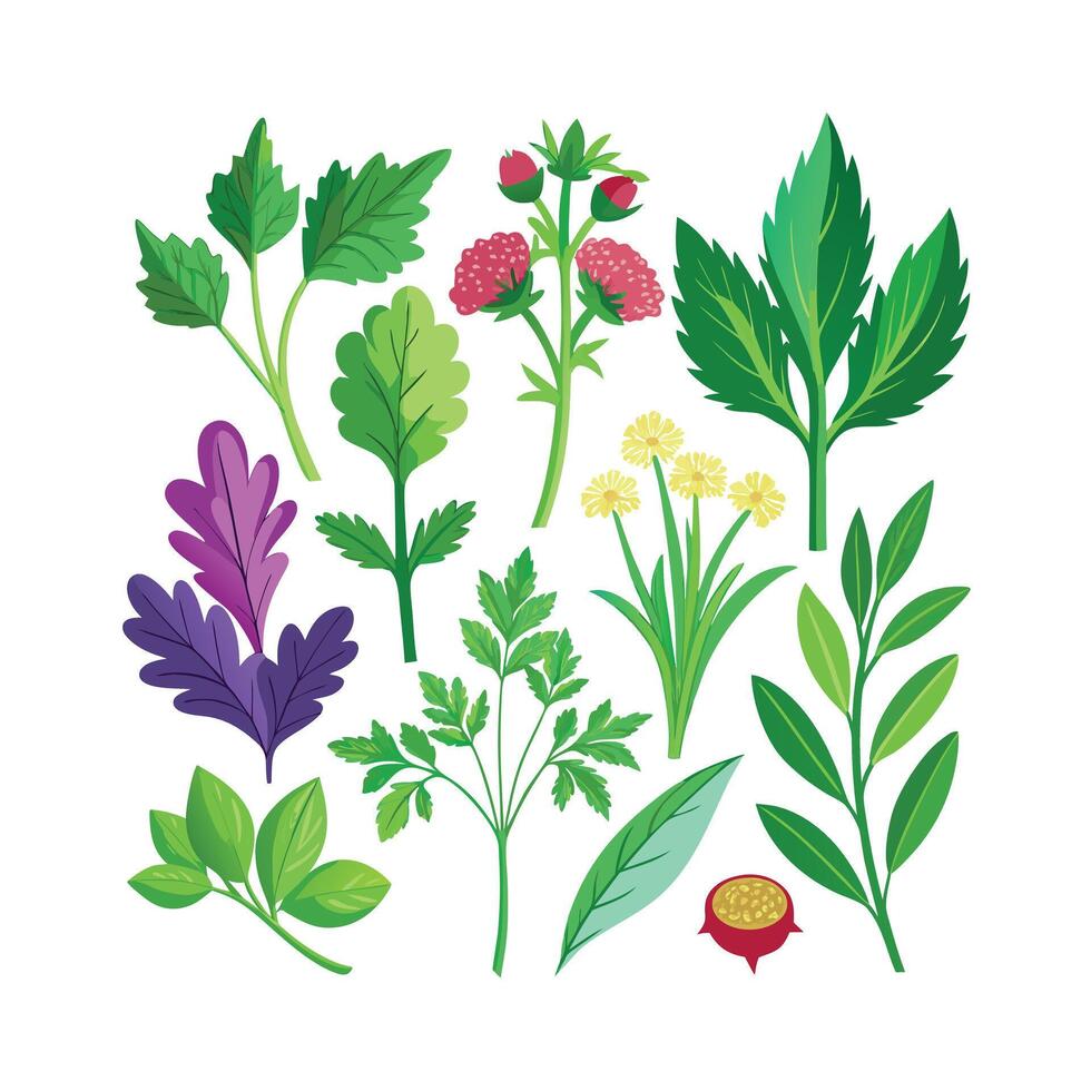 Realistic Beautiful Herbs Illustration vector