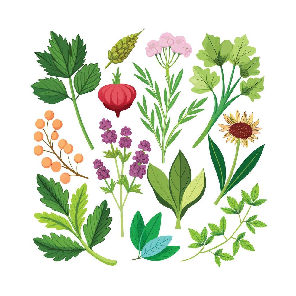 Realistic Beautiful Herbs Illustration vector