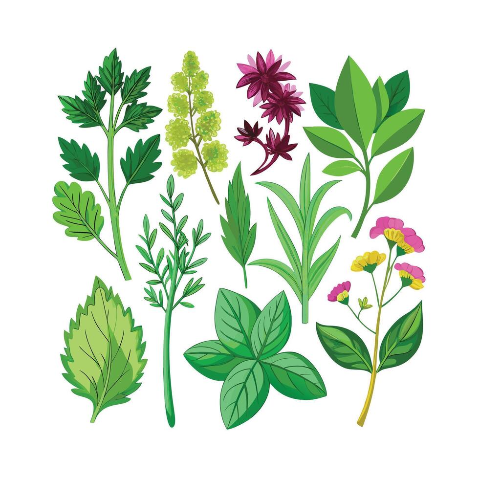 Realistic Beautiful Herbs Illustration vector
