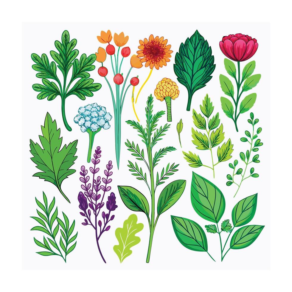 Realistic Beautiful Herbs Illustration vector